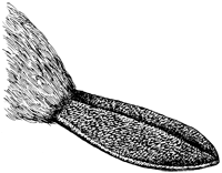 Biberkelle