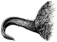 Biberkelle