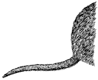 Biberkelle